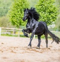 Black friesian stallion runs gallop in sunny day Royalty Free Stock Photo