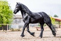 Black friesian stallion runs gallop in sunny day Royalty Free Stock Photo