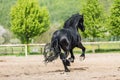 Black friesian stallion runs gallop in sunny day Royalty Free Stock Photo