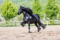 Black friesian stallion runs gallop in sunny day Royalty Free Stock Photo