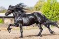 Black friesian stallion runs gallop in sunny day Royalty Free Stock Photo