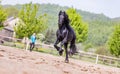 Black friesian stallion runs gallop in sunny day Royalty Free Stock Photo