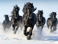 Black Friesian Horses