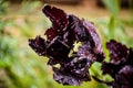 Black fringed tulip