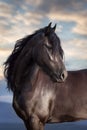 Black frisian horse