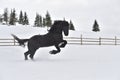 Black frisian horse gallop in snow in winter time
