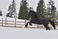 Black frisian horse gallop in snow in winter time Royalty Free Stock Photo