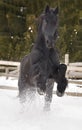 Black frisian horse portrait gallop in snow in winter time Royalty Free Stock Photo