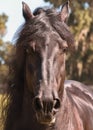 Black Frisian horse head Royalty Free Stock Photo