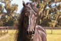 Black Frisian horse head Royalty Free Stock Photo