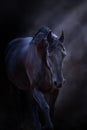 Black frisian horse with long mane