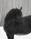 Black frisian horse look back, on white snow background Royalty Free Stock Photo