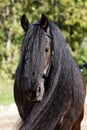 Black Frisian Horse Portrait Royalty Free Stock Photo