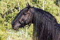 Black Frisian Horse Portrait Royalty Free Stock Photo