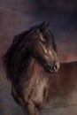 Black horse with long mane portrait Royalty Free Stock Photo