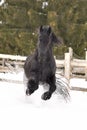 Black frisian horse portrait gallop in snow in winter time Royalty Free Stock Photo