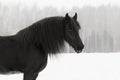 Black frisian horse portrait on snow winter Royalty Free Stock Photo