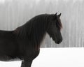 Black frisian horse portrait on snow winter Royalty Free Stock Photo