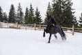 Black Frisian horse running on manege in Romanian countryside farm