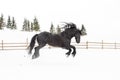 Black Frisian horse running on manege in Romanian countryside farm