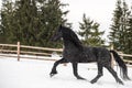 Black Frisian horse running on manege in Romanian countryside farm Royalty Free Stock Photo