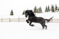 Black Frisian horse running on manege in Romanian countryside farm Royalty Free Stock Photo