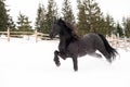 Black Frisian horse running on manege in Romanian countryside farm Royalty Free Stock Photo