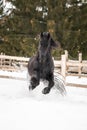 Black Frisian horse running on manege in Romanian countryside farm