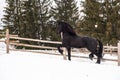 Black Frisian horse running on manege in Romanian countryside farm Royalty Free Stock Photo