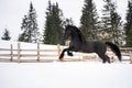 Black Frisian horse running on manege in Romanian countryside farm Royalty Free Stock Photo