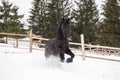Black Frisian horse running on manege in Romanian countryside farm Royalty Free Stock Photo