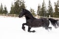 Black Frisian horse running on manege in Romanian countryside farm Royalty Free Stock Photo