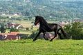 Black Frisian horse running on manege in Romanian countryside farm Royalty Free Stock Photo