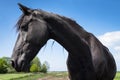 Black Frisian Horse seen from the front with mane braided Royalty Free Stock Photo