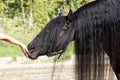 Black Frisian Horse smelling Royalty Free Stock Photo