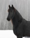 Black frisian horse on snow winter background Royalty Free Stock Photo