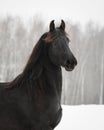 Black frisian horse on snow winter background Royalty Free Stock Photo