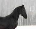 Black frisian horse on snow winter Royalty Free Stock Photo