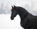 Black frisian horse on snow winter background Royalty Free Stock Photo