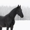 Black frisian horse on snow winter Royalty Free Stock Photo