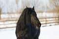 Black frisian horse in winter Royalty Free Stock Photo