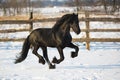 Black frisian horse in winter Royalty Free Stock Photo