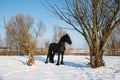 Black frisian horse in winter Royalty Free Stock Photo