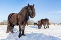 Black frisian horses in winter snow Royalty Free Stock Photo