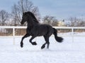 The black Frisian mare gallops freely in the levada on the farm Royalty Free Stock Photo