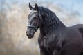 Black frisian stallion Royalty Free Stock Photo