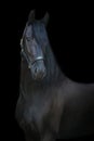 Black horse portrait on black Royalty Free Stock Photo