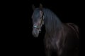 Black stallion with long mane Royalty Free Stock Photo