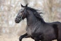Black horse with long mane Royalty Free Stock Photo