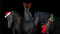 Frisian horses in christmas decoration